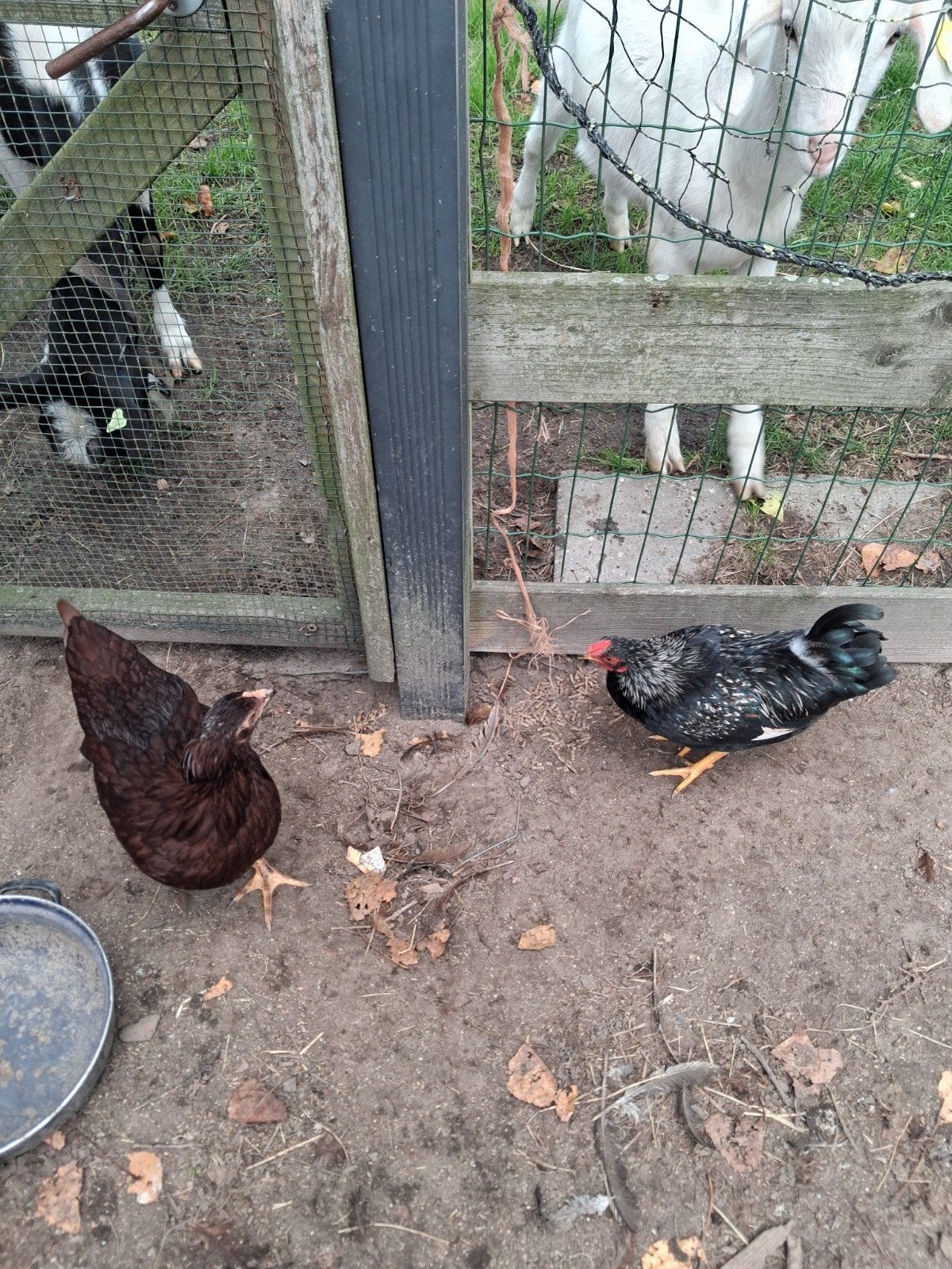 pluimvee, Dieren en Toebehoren, Mannelijk, Kip