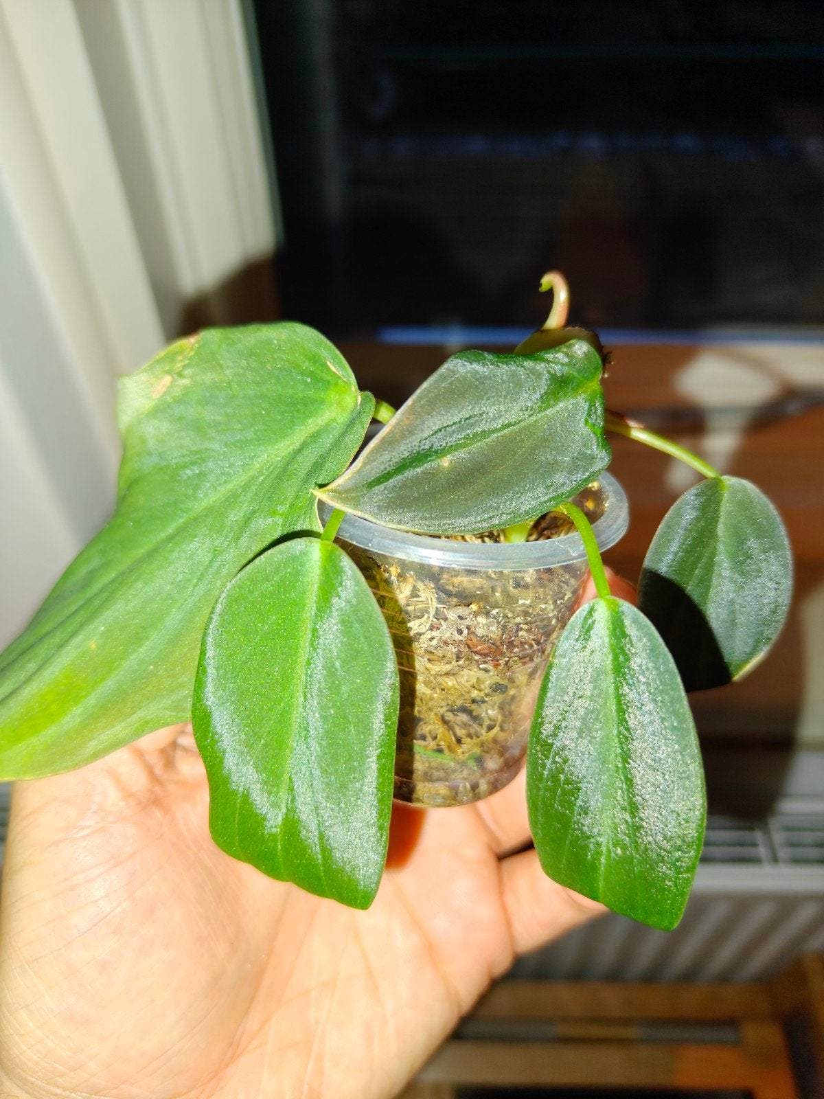 Philodendron gigas, Huis en Inrichting, Kamerplanten, Overige soorten, Minder dan 100 cm, Groene kamerplant, Halfschaduw