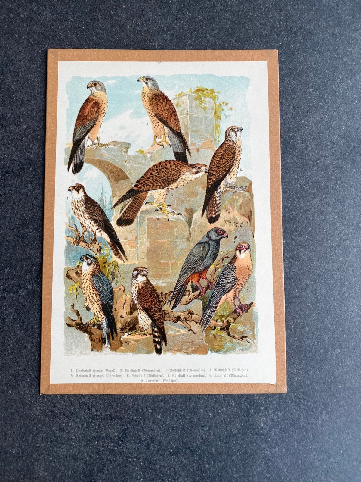 Verschillende prenten roofvogels 20x29 uitzoeken 5 euro pst, Antiek en Kunst, Ophalen of Verzenden, Natuur en Biologie