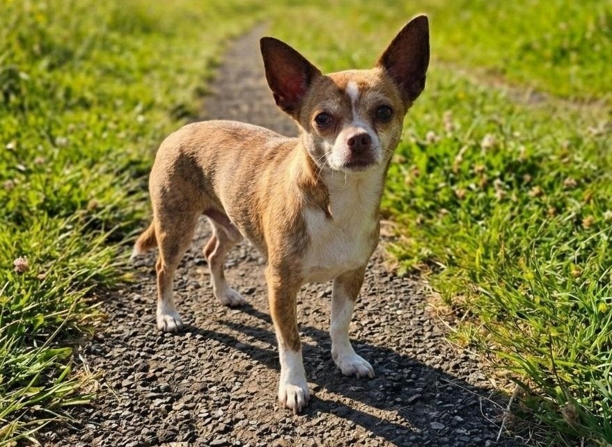 Brindle Chihuahua teefje DOORTJE, herplaatser., Dieren en Toebehoren, Honden | Chihuahua's en Gezelschapshonden, 6 jaar of ouder