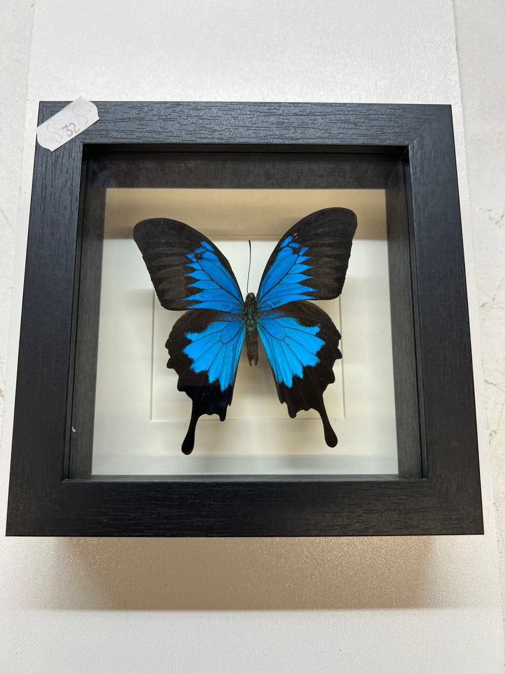 Vlinder met kleine oneffenheden, mankementen /nieuwe lijst, Ophalen of Verzenden, Nieuw, Insect, Opgezet dier