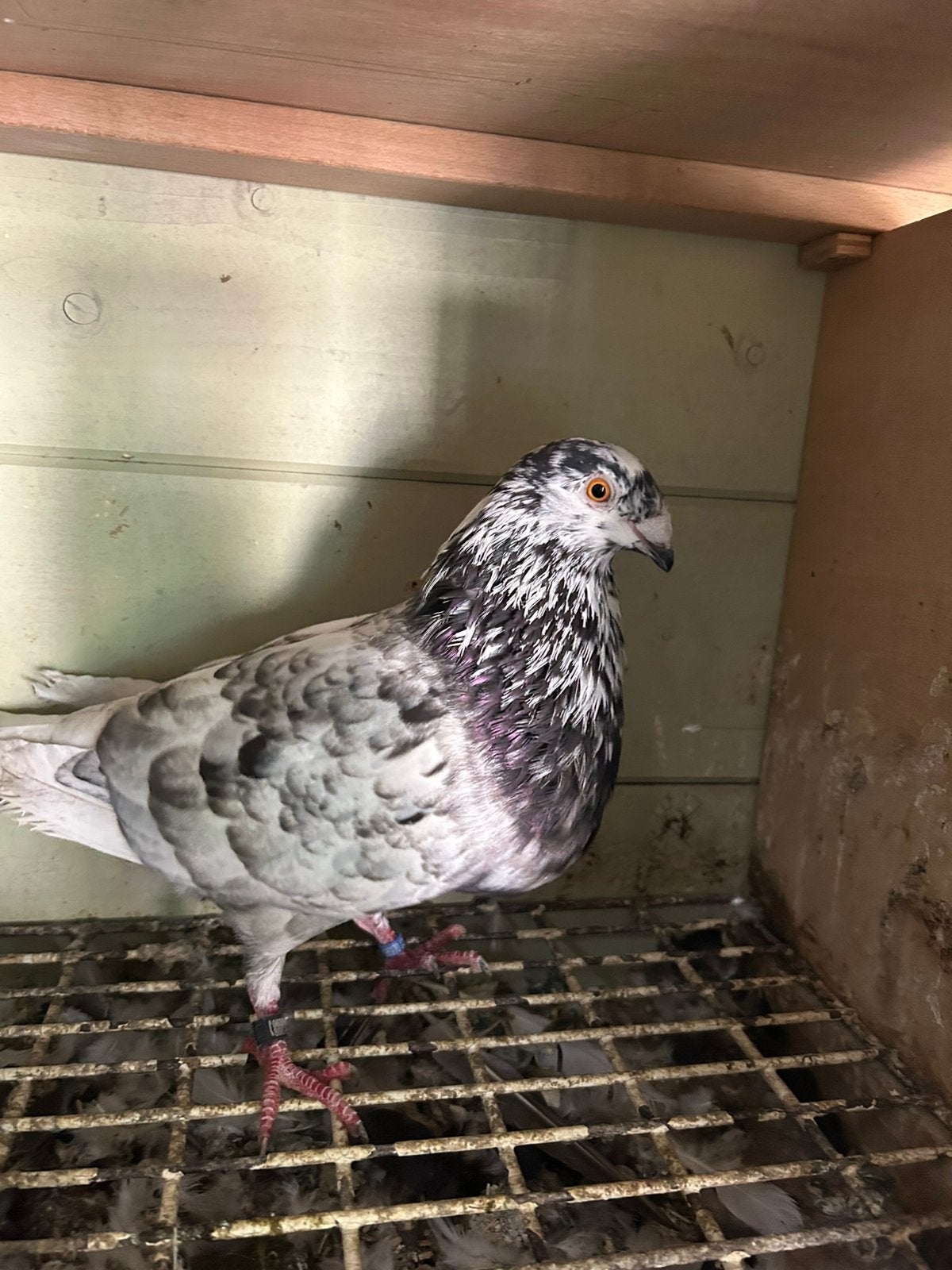 Koppel Valenciano kroppers, Meerdere dieren, Kip