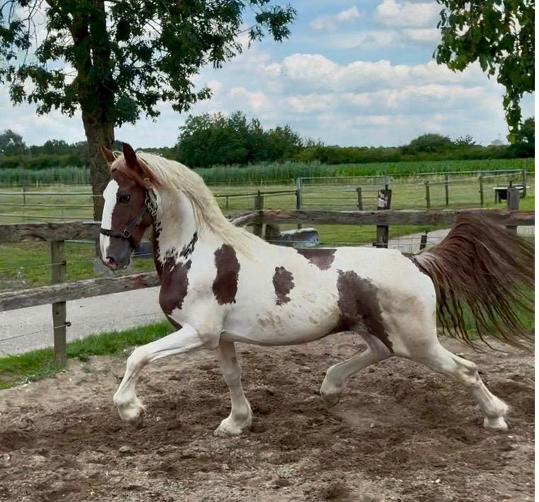 3 jarige hengst, aparte bewegingen., Dieren en Toebehoren, Hengst, 3 tot 6 jaar