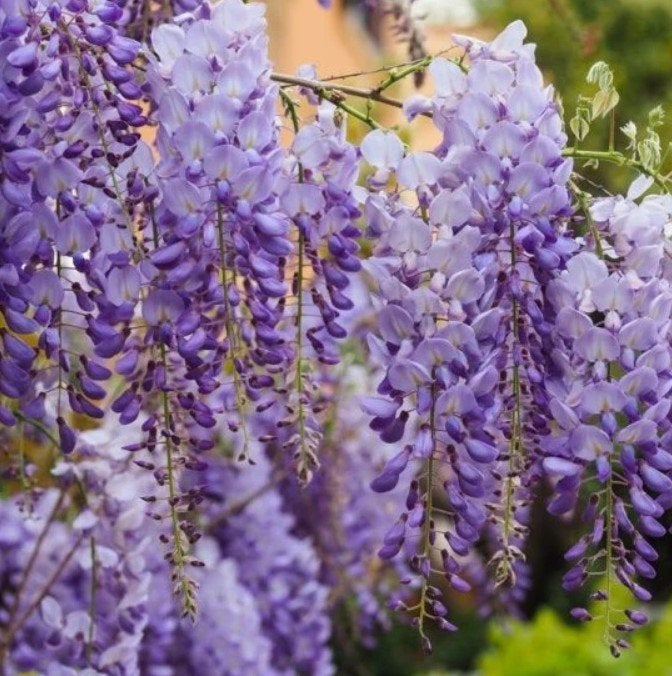 Wisteria Sinensis Prolific Blauwe regen zaden zaad Geurend, Tuin en Terras, Ophalen of Verzenden, Volle zon, Zaad