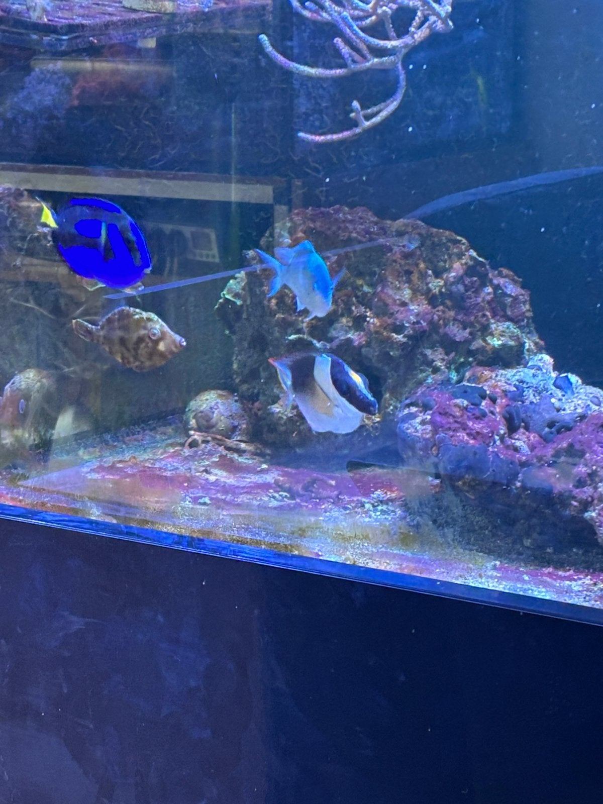 Diverse vissen zeeaquarium, Vis