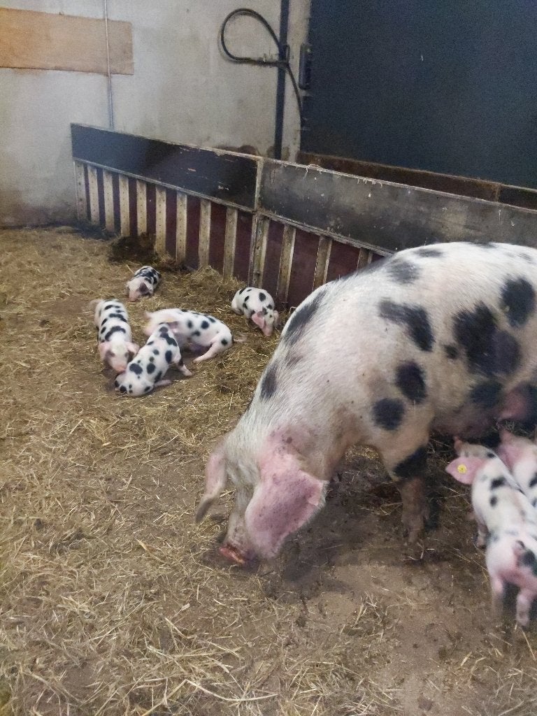 Bonte bentheimer biggen te koop €.100,-, Meerdere dieren, Varken, 0 tot 2 jaar