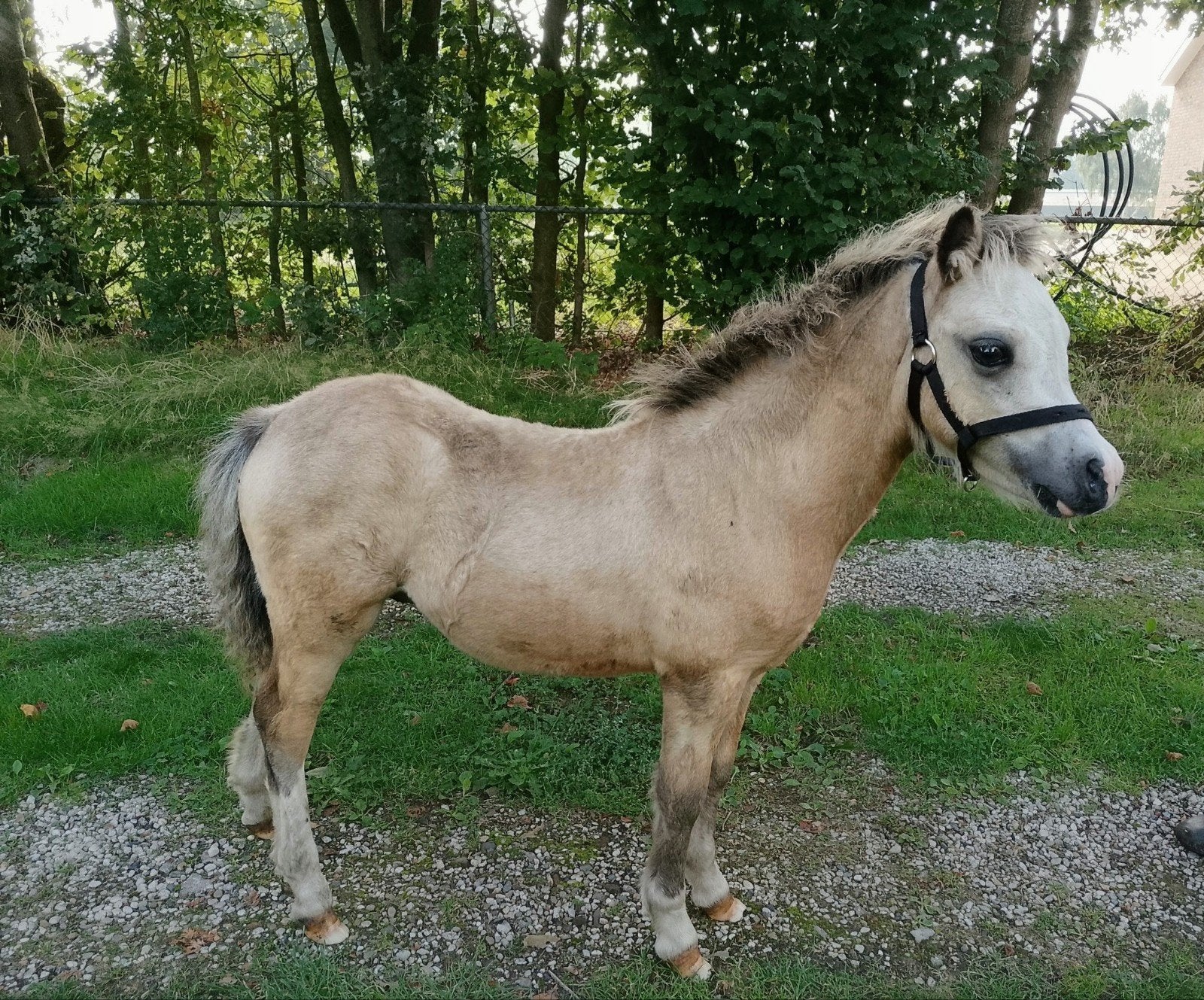 Mooi valkkleurig Welsh A hengst veulen, Met stamboom, Niet van toepassing, 0 tot 2 jaar, Hengst