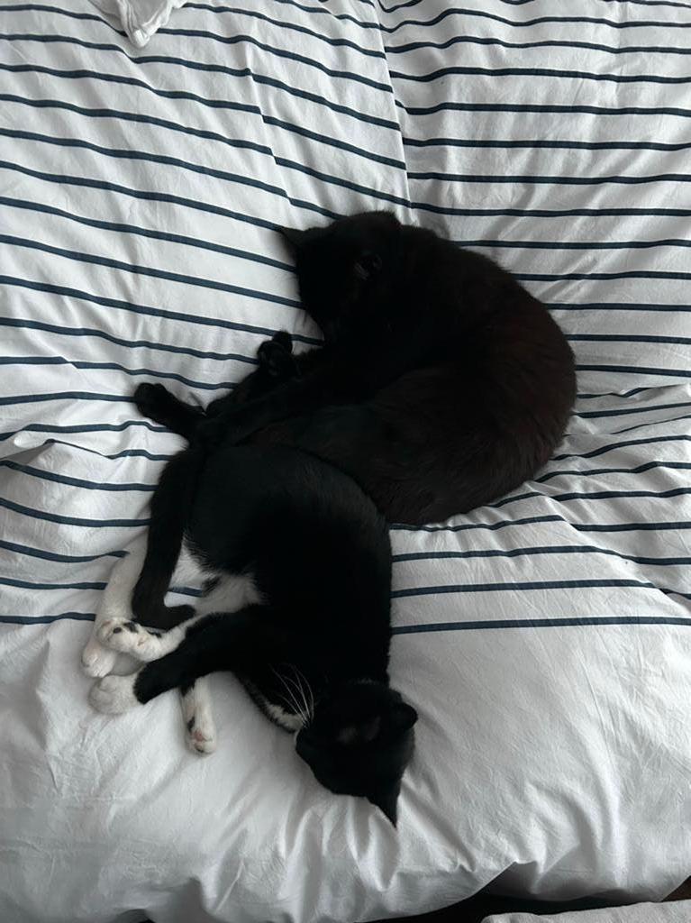 Betrouwbare ervaren oppas voor hond of kat, uitlaatservice, Ophalen of Verzenden, Nieuw