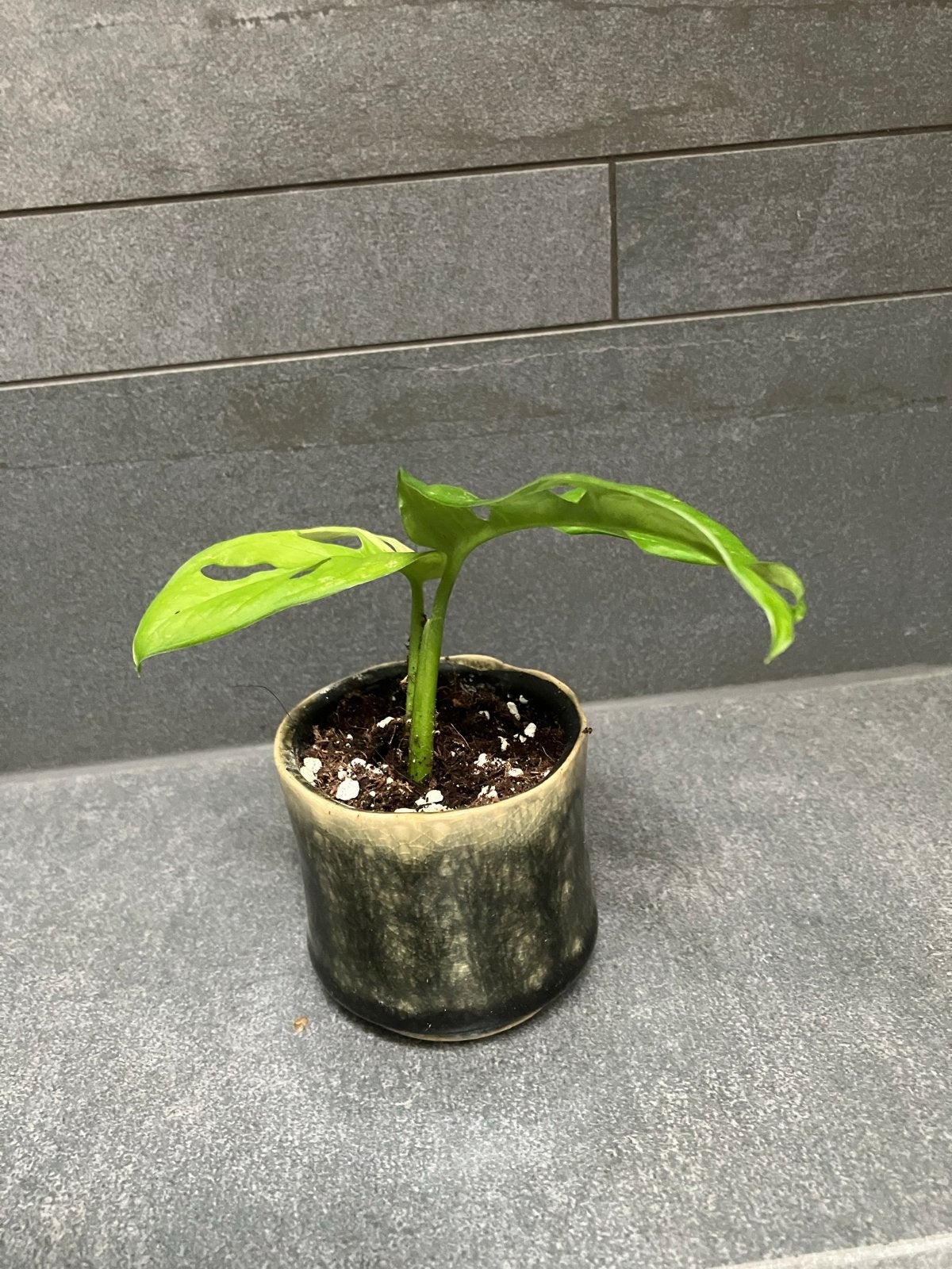 Monstera Adansonii (Gatenplant), Ophalen, Overige soorten, Halfschaduw, In pot