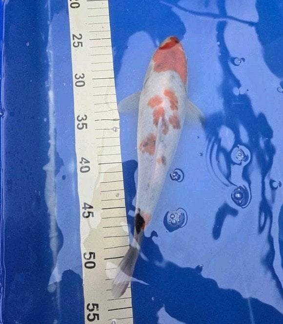 showa, Dieren en Toebehoren, Karper of Koi