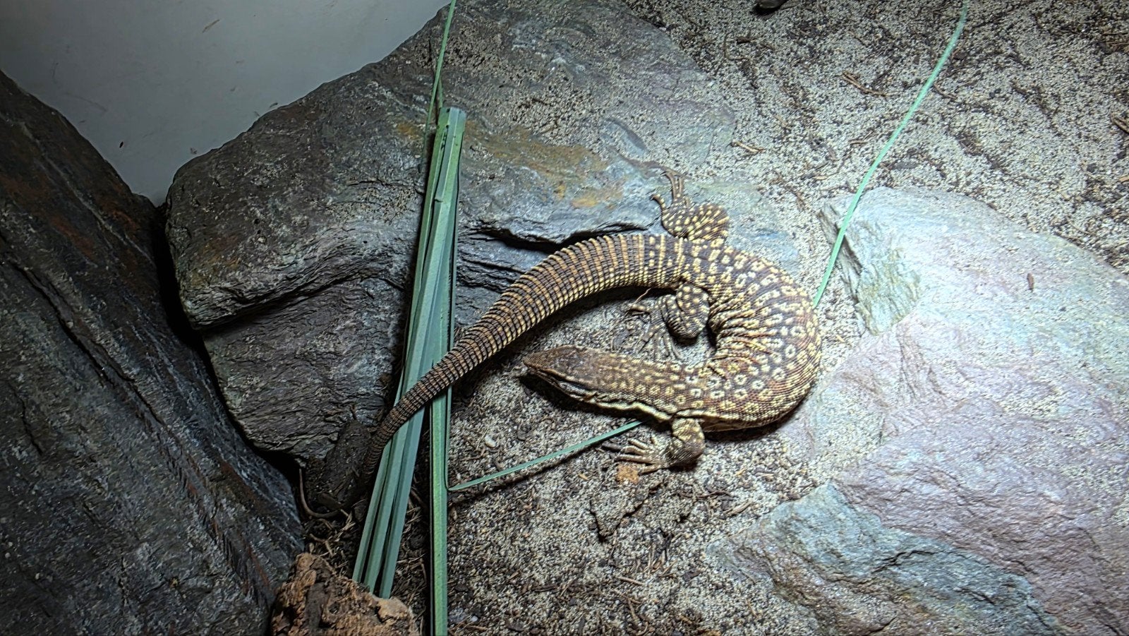 Varanus Acanthurus  5x inclusief Terrarium Monitor Lizard photo 7