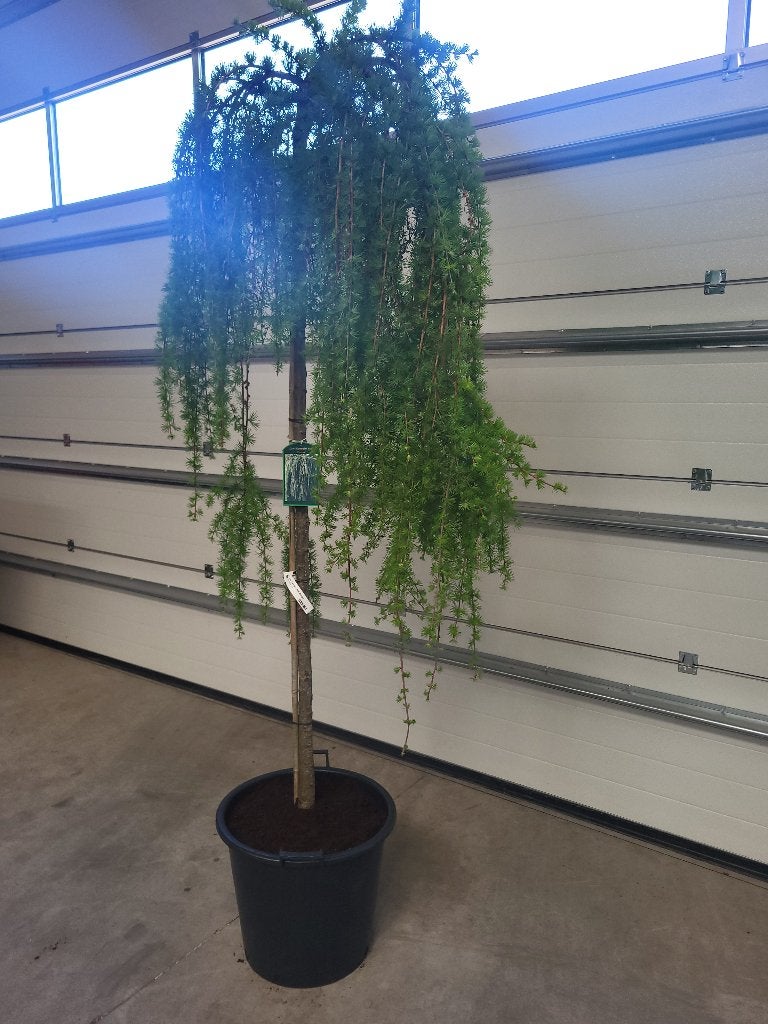Larix Kaempf Stiff Weeper op stam, Bloeit niet, Treurboom, Ophalen of Verzenden, 100 tot 250 cm