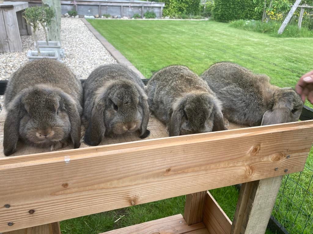 Duitse Hangoren, Meerdere dieren, Middelgroot, Hangoor, 0 tot 2 jaar