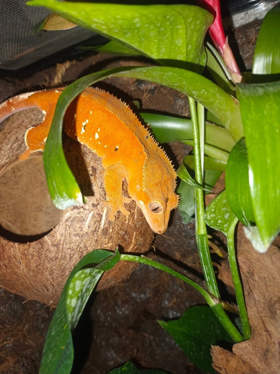 wimpergekko dame inclusief terrarium, Hagedis, 3 tot 6 jaar