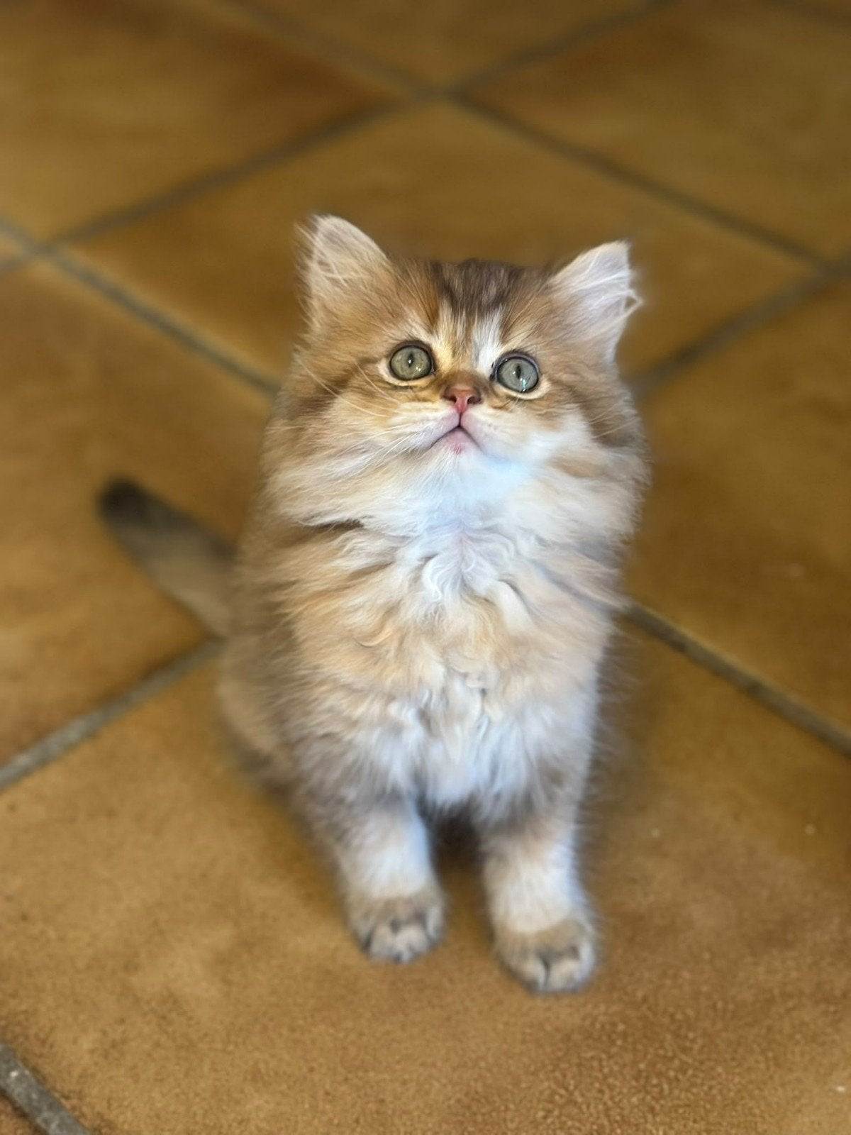 Brits/Britse korthaar kittens jongen en meisje met stamboom, Dieren en Toebehoren, Meerdere dieren, Met stamboom