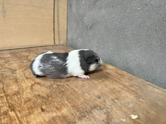 diverse jonge cavia beertjes, Juli, Mannelijk, Cavia