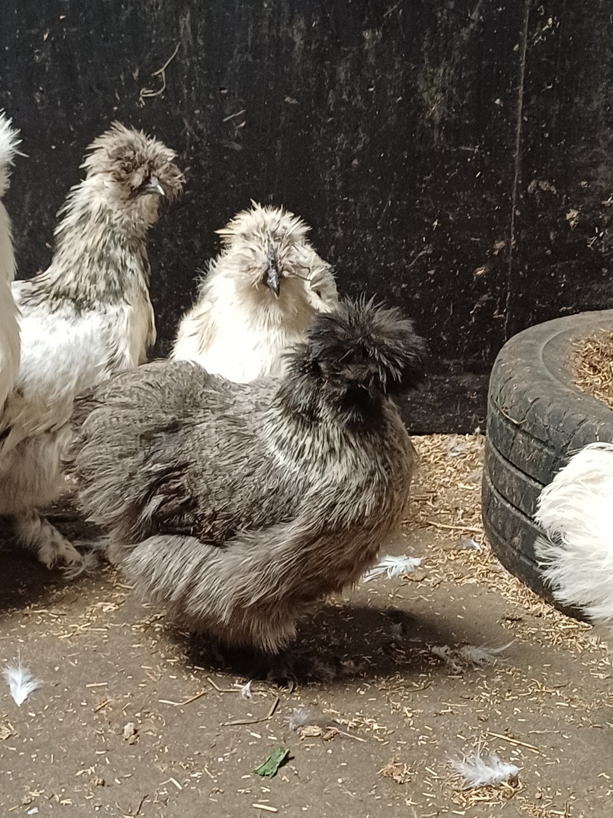 Jonge zijdehoenders, Dieren en Toebehoren, Pluimvee, Meerdere dieren, Kip