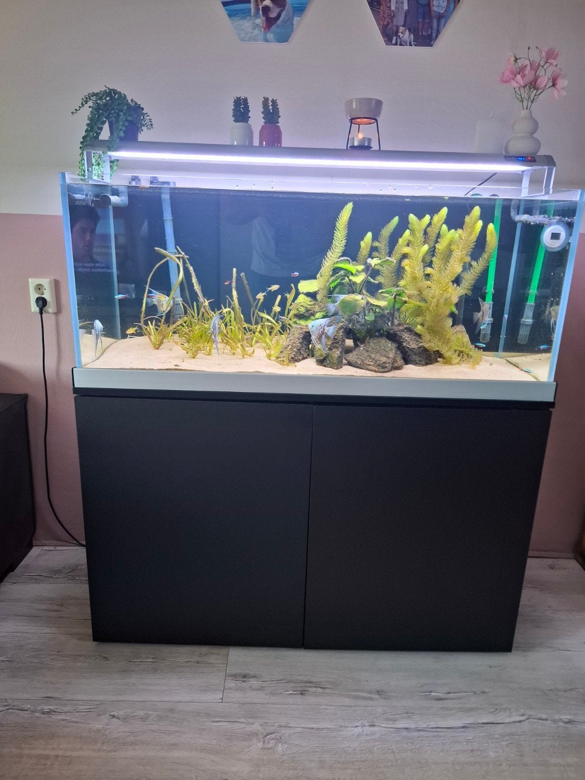 Aquarium 120 cm trofis heros h-1200 compleet werkend!, Ophalen, Gebruikt, Overige merken, Gevuld zoetwateraquarium