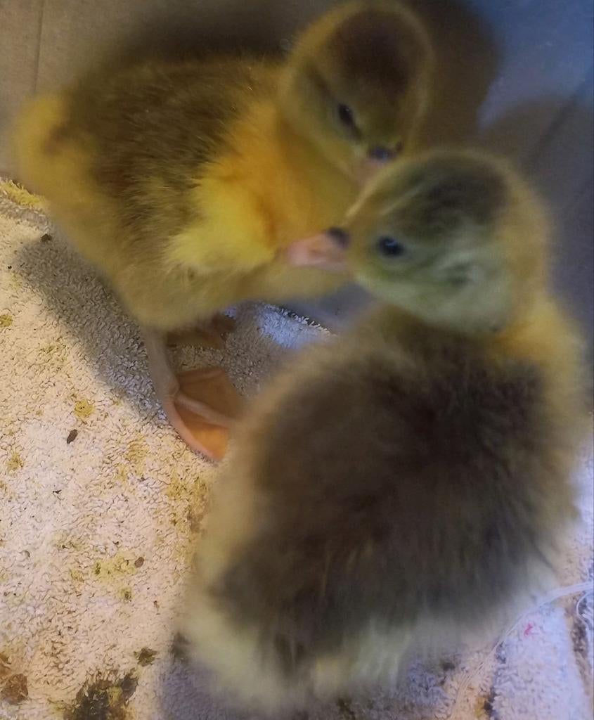 Twentse Landganskuikens, Dieren en Toebehoren, Meerdere dieren, Kip