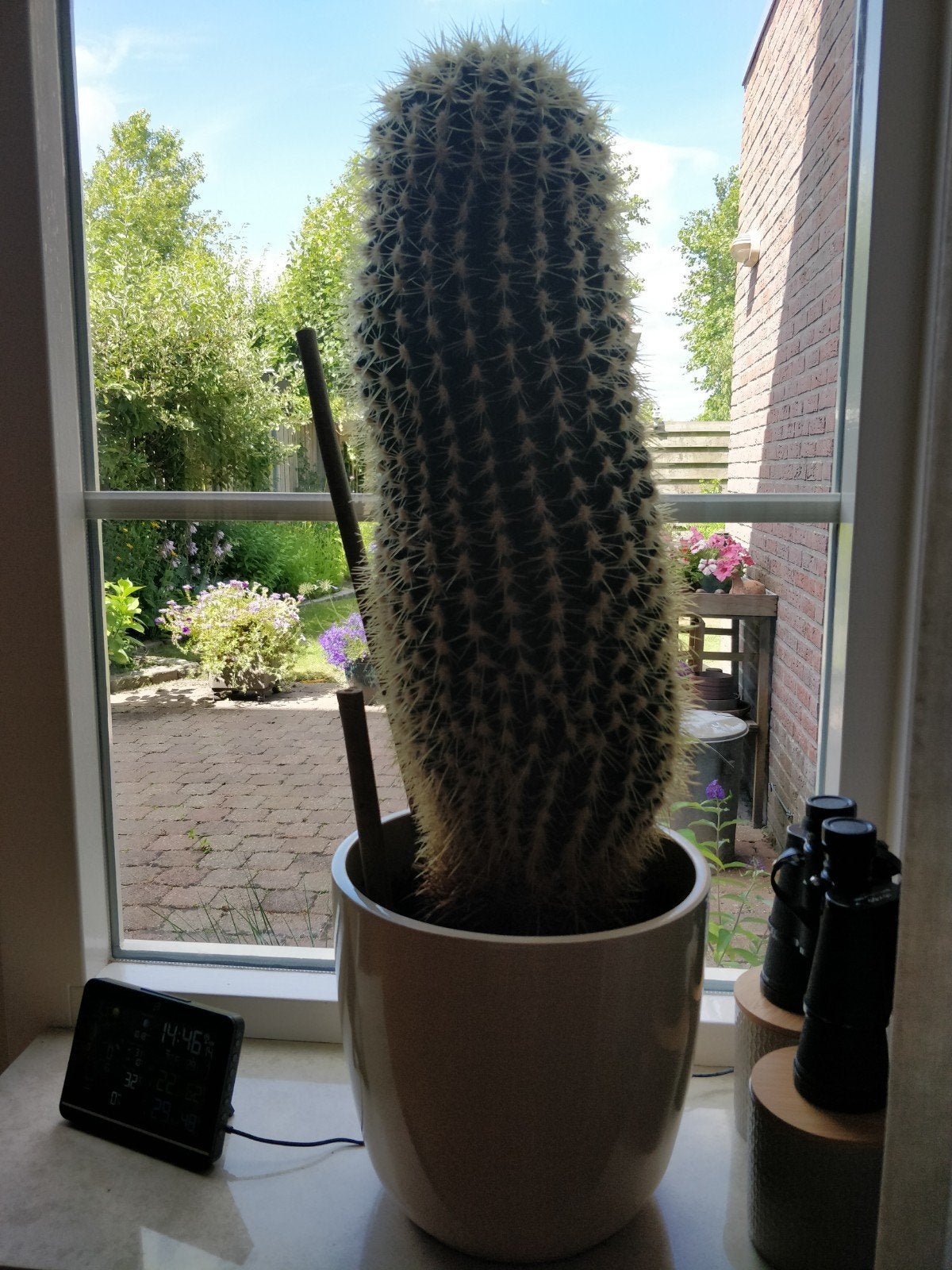 Grote Cactus, Huis en Inrichting, Kamerplanten, Ophalen, Minder dan 100 cm, In pot, Cactus