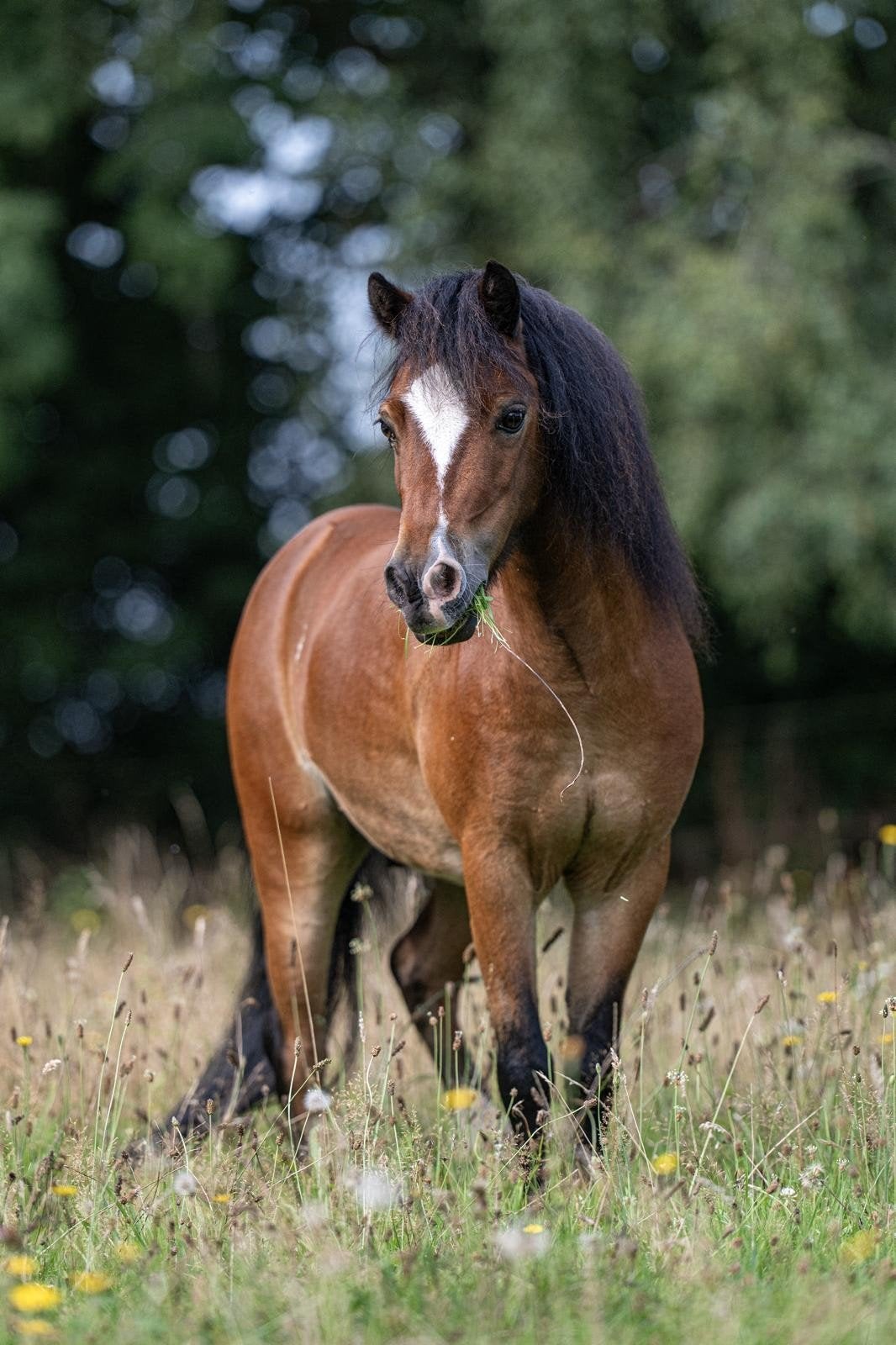 2 groot formaat minipaarden ruin 11 en 7, Ruin, A pony (tot 1.17m), Gechipt, 7 tot 10 jaar