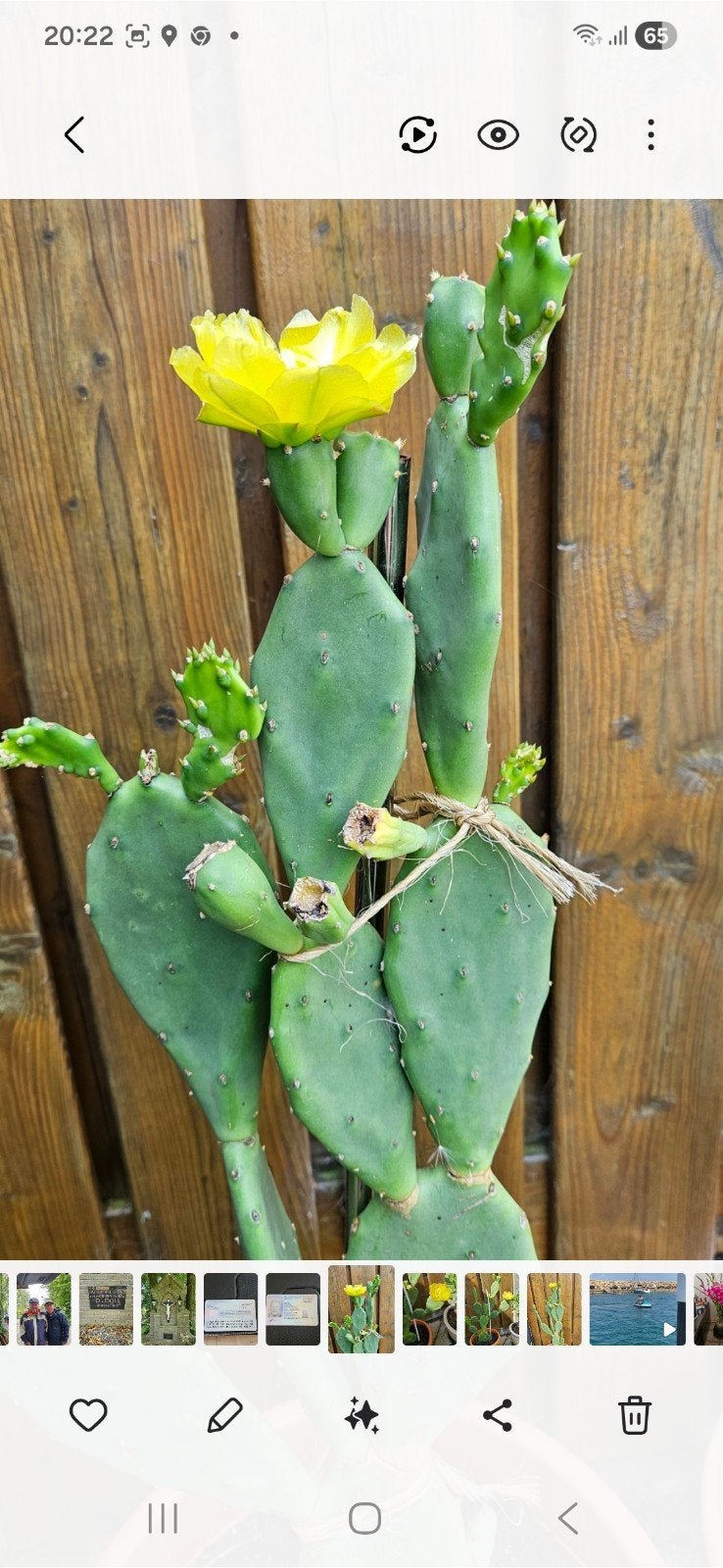 Cactus opuntia ficus indica of vijgen cactus of schijf cactu, Ophalen, Overige soorten, Volle zon