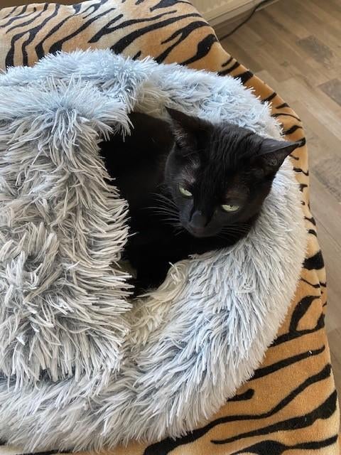 Kleine hond of katten mandje, Ophalen, Zo goed als nieuw, Pluche