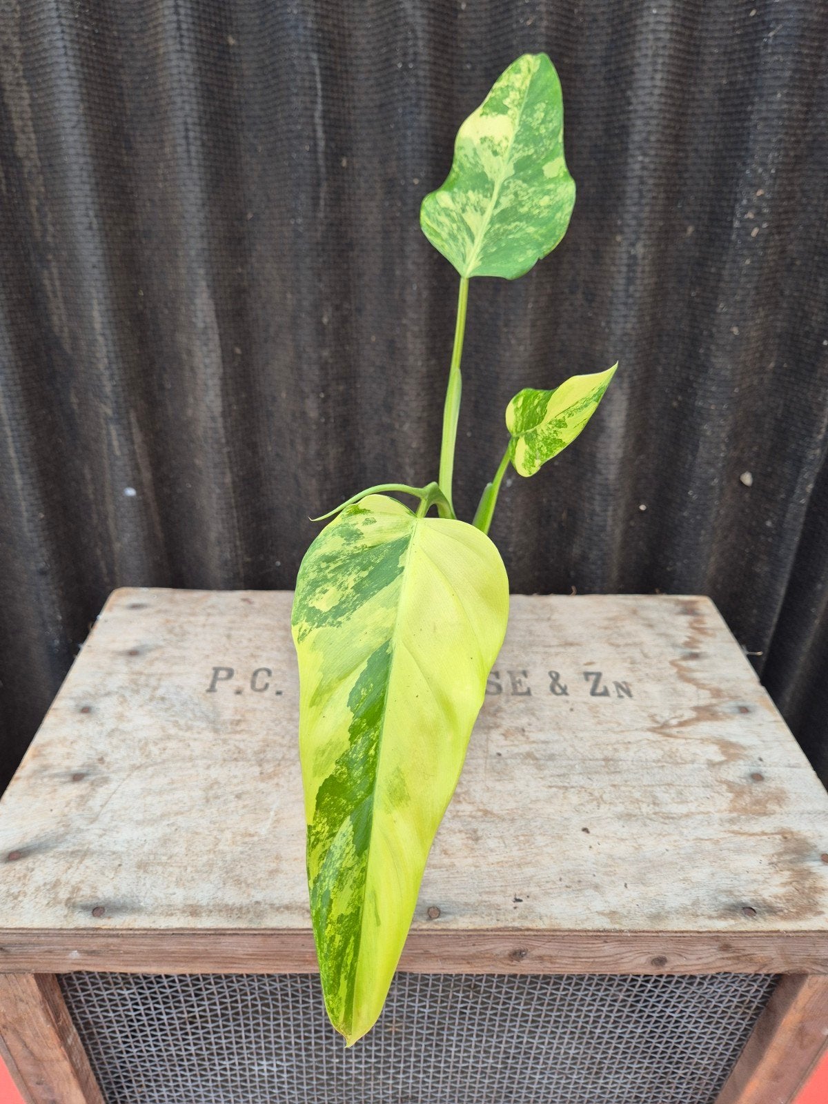 Philodendron Domesticum Variegata p10, Huis en Inrichting, Kamerplanten, Ophalen of Verzenden, Halfschaduw, Minder dan 100 cm