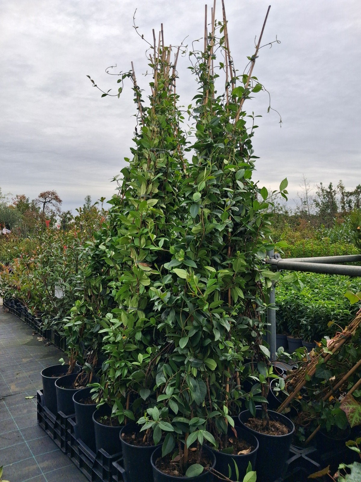 Trachlospernum jasminum 200cm hoog!! toscaanse jasmijn, Vaste plant, Ophalen of Verzenden, Bloeit niet, Halfschaduw