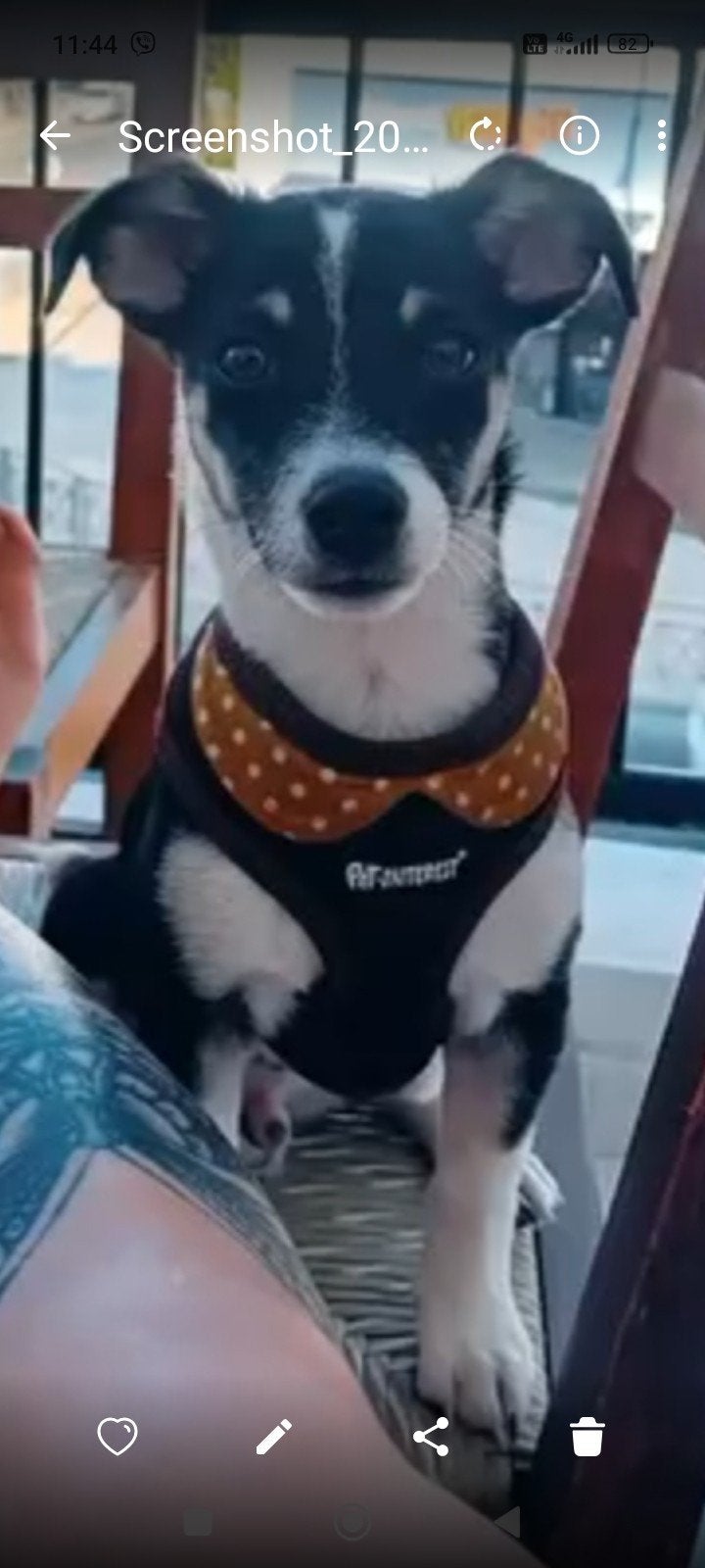 Jack is fantastisch, Dieren en Toebehoren, Honden | Niet-rashonden, Reu, Handelaar, Eén hond, Buitenland, 15 weken tot 1 jaar