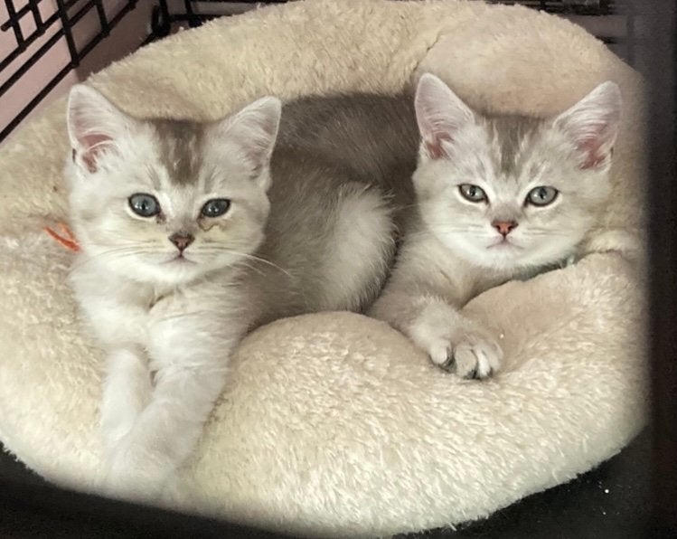 Super schattige Britse Korthaar kittens (mogen meteen mee), Meerdere dieren, Ontwormd, 0 tot 2 jaar