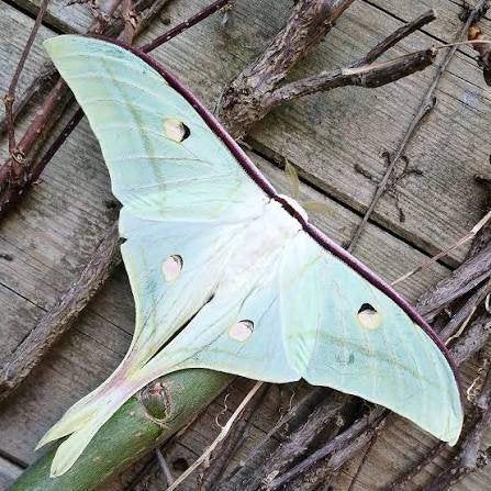 Actias Selene Rupsen, Vlinders of Rupsen