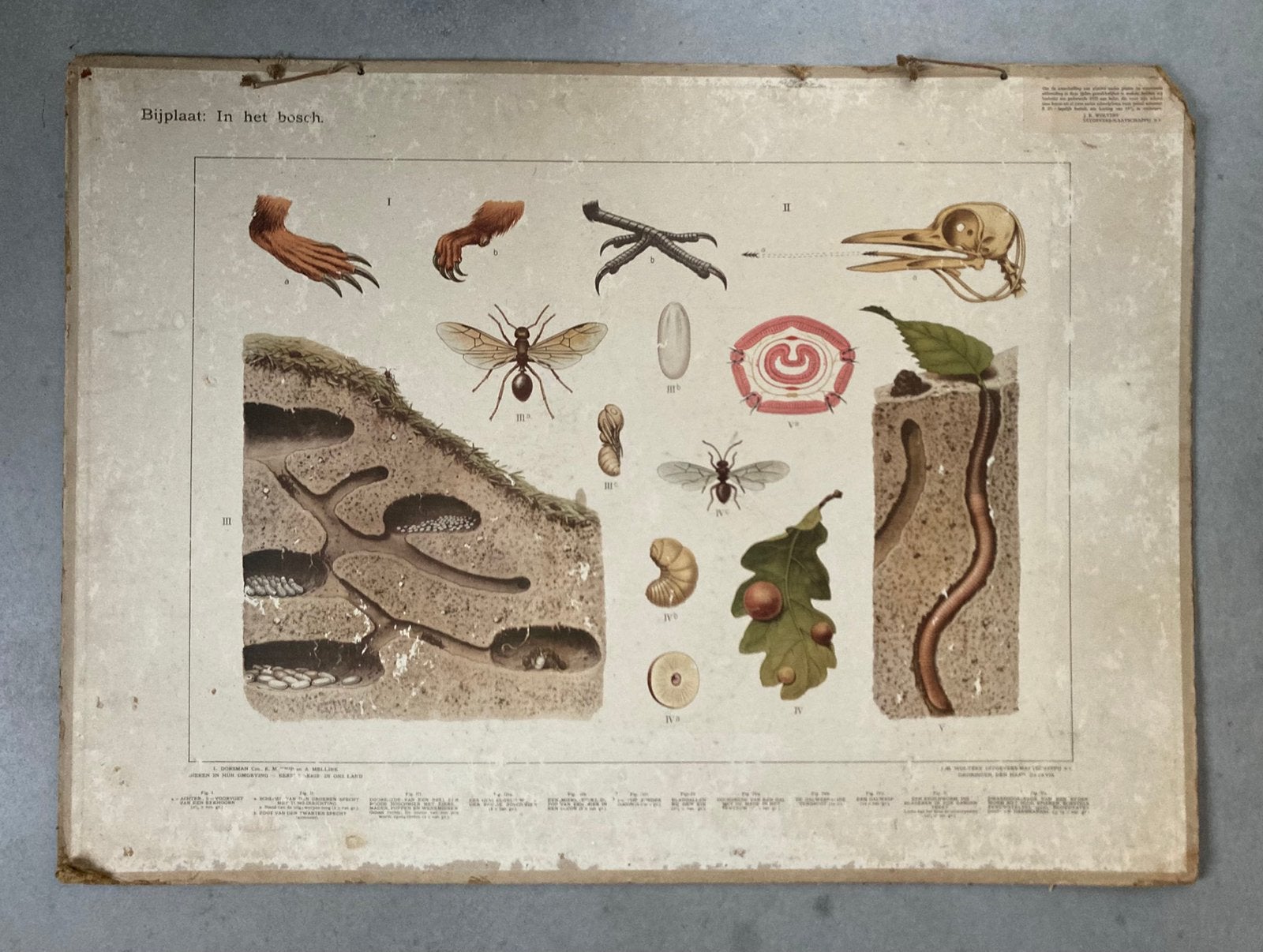 Oude schoolplaat met voor- en achterkant, Ophalen, Natuur en Biologie