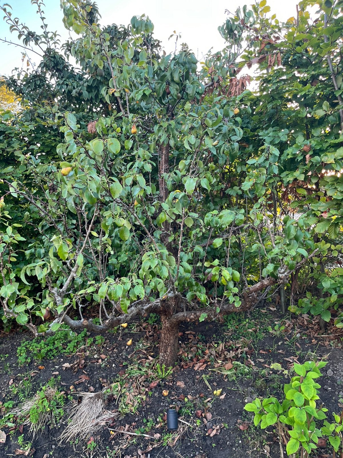 Hand Perenboom te koop, Ophalen, 100 tot 250 cm, Perenboom, Lente