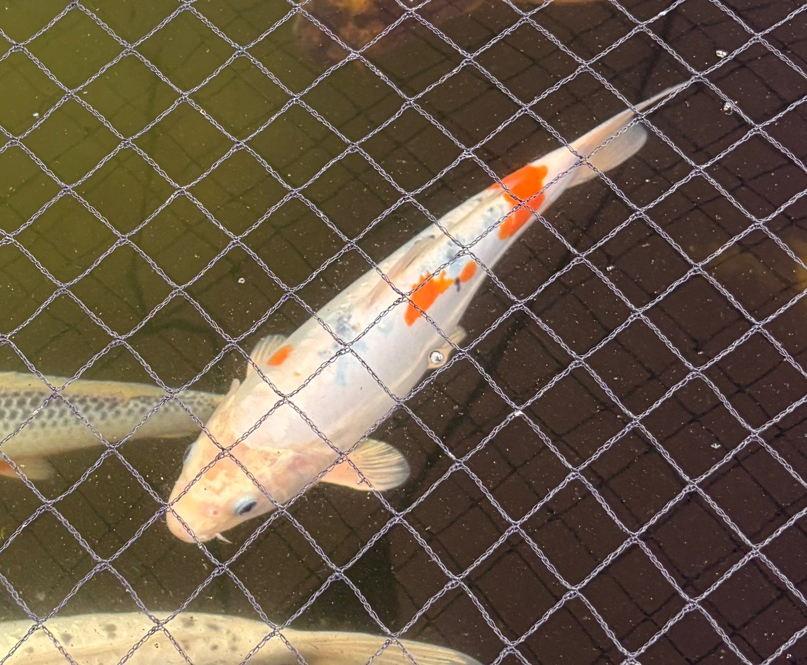 Koi, Karper of Koi