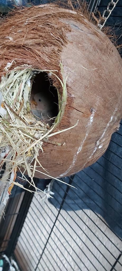 Jonge agapornis roseicollis, 14 april., Dieren en Toebehoren, Vogels | Parkieten en Papegaaien, Geslacht onbekend, Dwergpapegaai of Agapornis