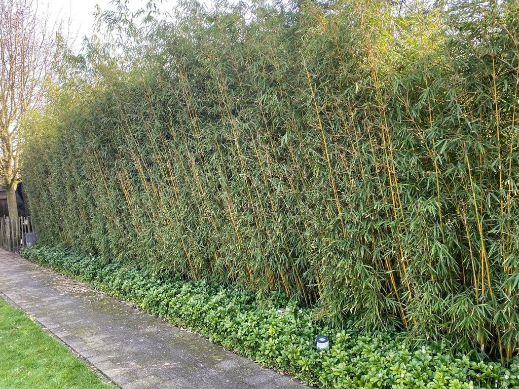Bamboe Fargesia Robusta Campbell, Vaste plant, Bloeit niet, Halfschaduw, Ophalen