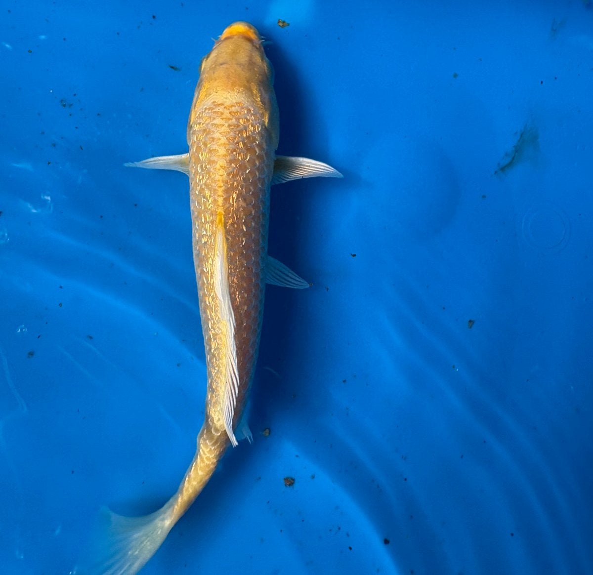 Orange ginrin chagoi!, Karper of Koi