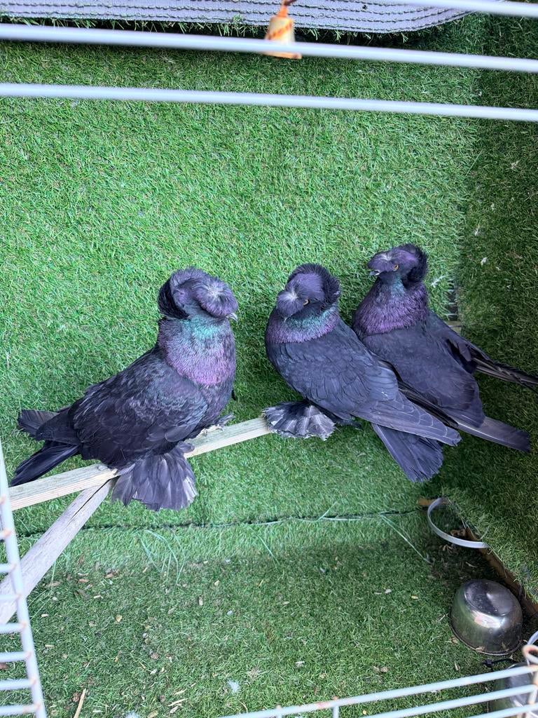 Drie mannelijke duiven te koop, Dieren en Toebehoren, Mannelijk, Overige soorten