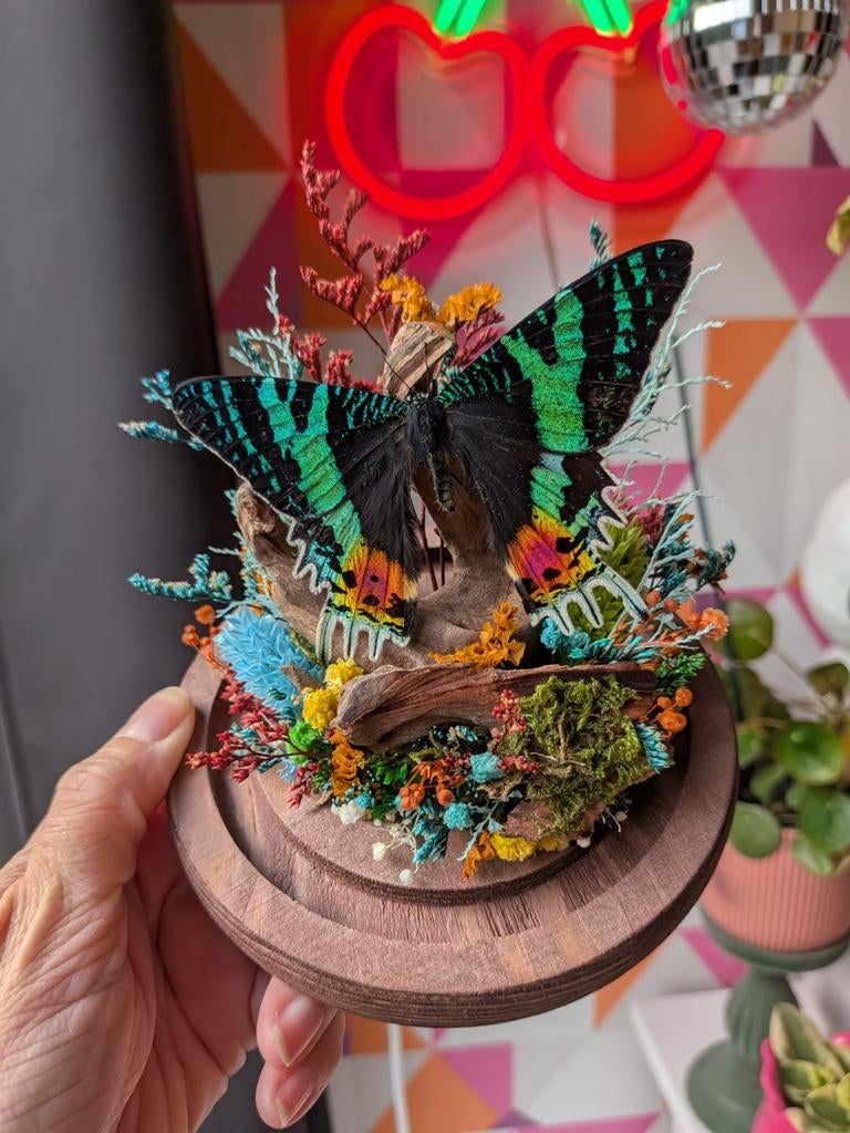 Unieke opgezette vlinder in glazen stolp met bloemen, Meerkleurig, Verzenden, Overige stijlen, Nieuw