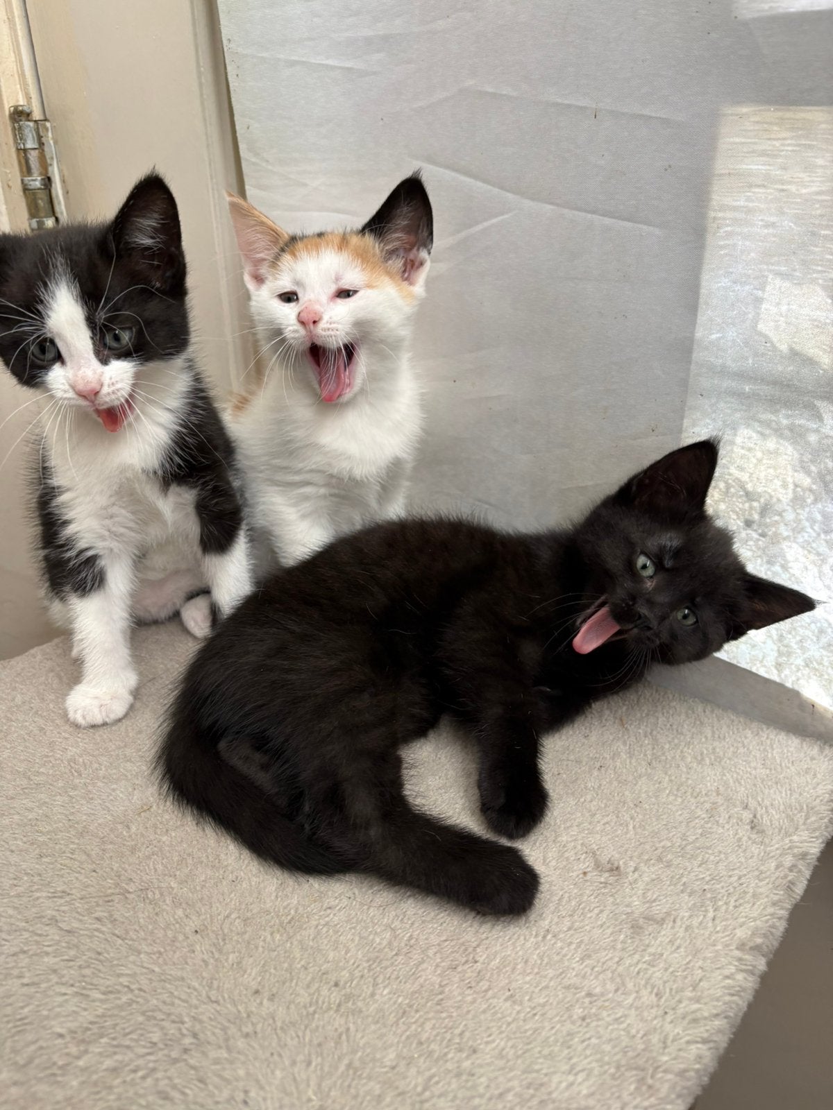 Prachtige lieve kittens, Dieren en Toebehoren, Poes, Kortharig