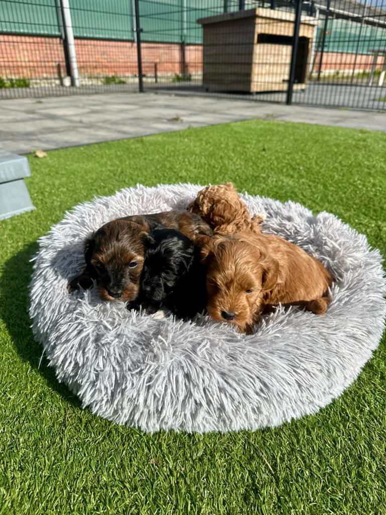 Mini doodle pups, Dieren en Toebehoren, Honden | Chihuahua's en Gezelschapshonden, Parvo, Overige rassen, 8 tot 15 weken, Meerdere