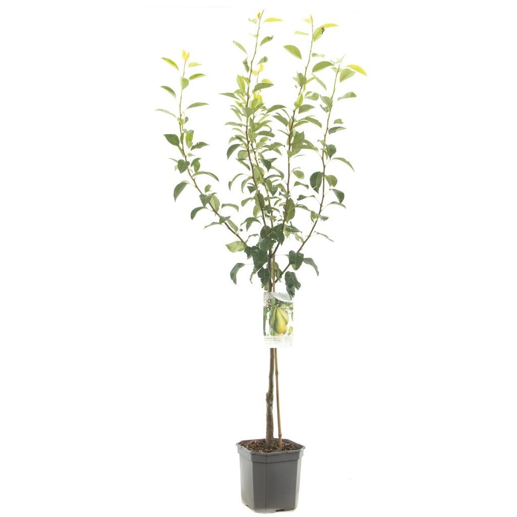 Peren Conference, Tuin en Terras, Planten | Fruitbomen, Perenboom, 100 tot 250 cm, Volle zon, Lente, In pot, Ophalen