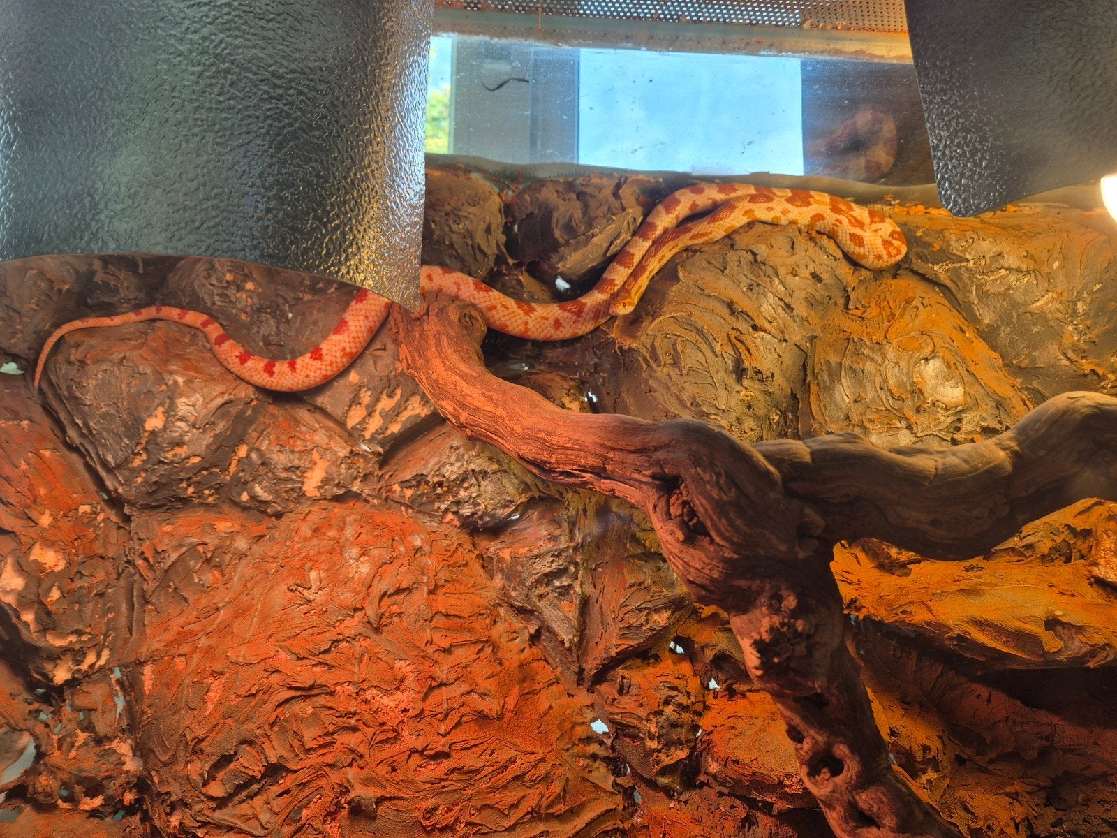 Rode rattenslang + terrarium Corn Snake - female for sale from Hendriks