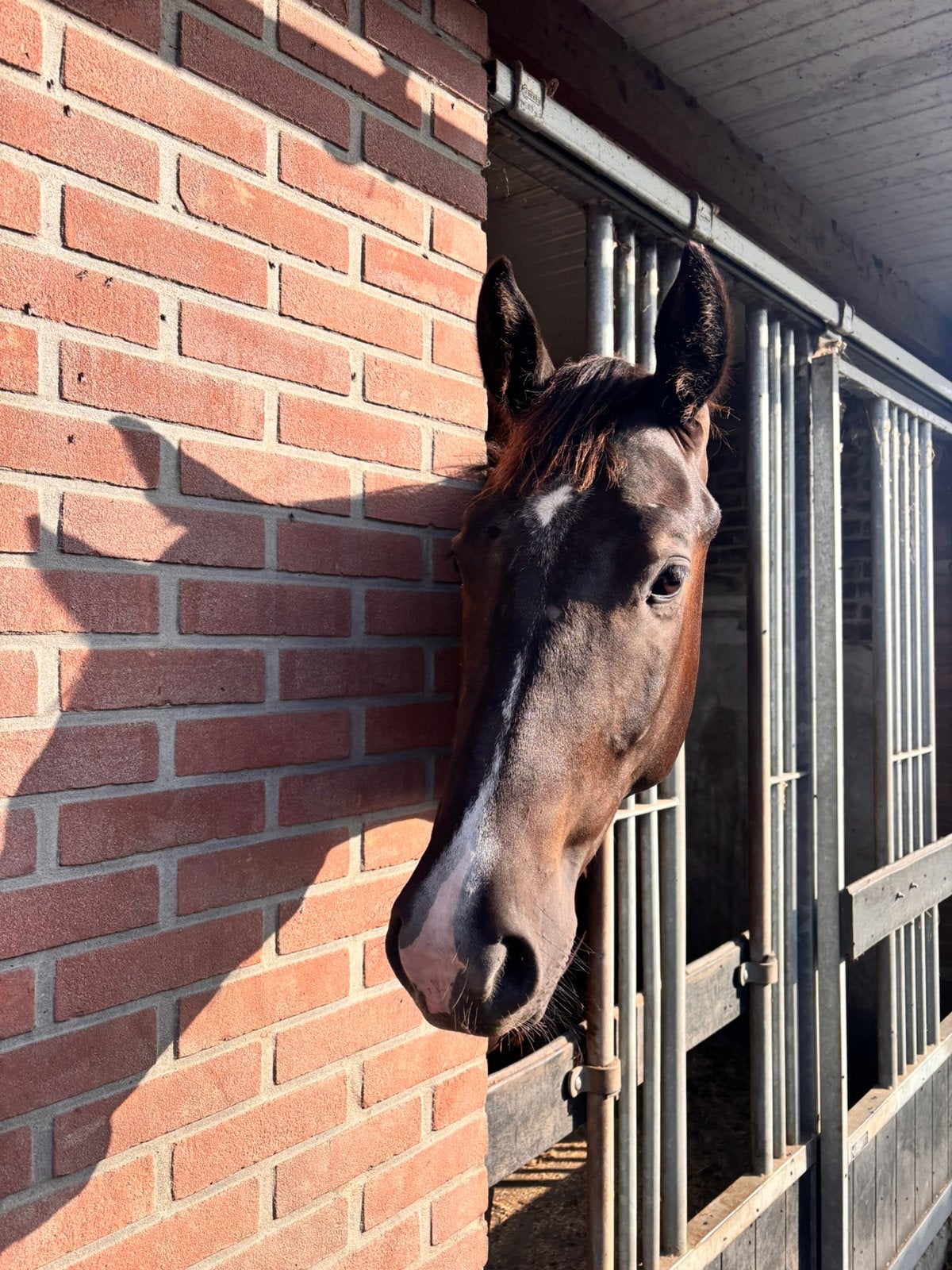 2 jarige hengst van Newport, Dieren en Toebehoren, Hengst, Onbeleerd, 160 tot 165 cm, 0 tot 2 jaar
