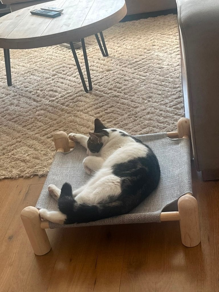Lieve buitenkat zoekt een nieuw thuis, 3 tot 5 jaar