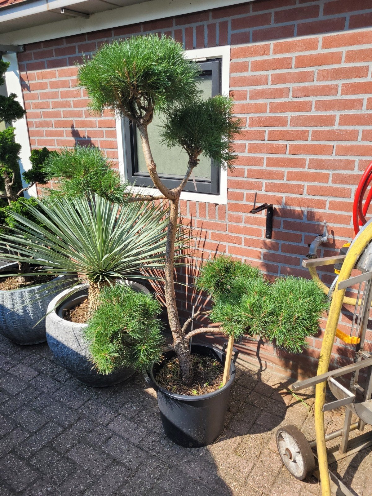Pinus Sylvestris Vormsnoei - Unieke Bonsai-stijl Den, Tuin en Terras, Planten | Tuinplanten, Volle zon, Vaste plant, Bloeit niet