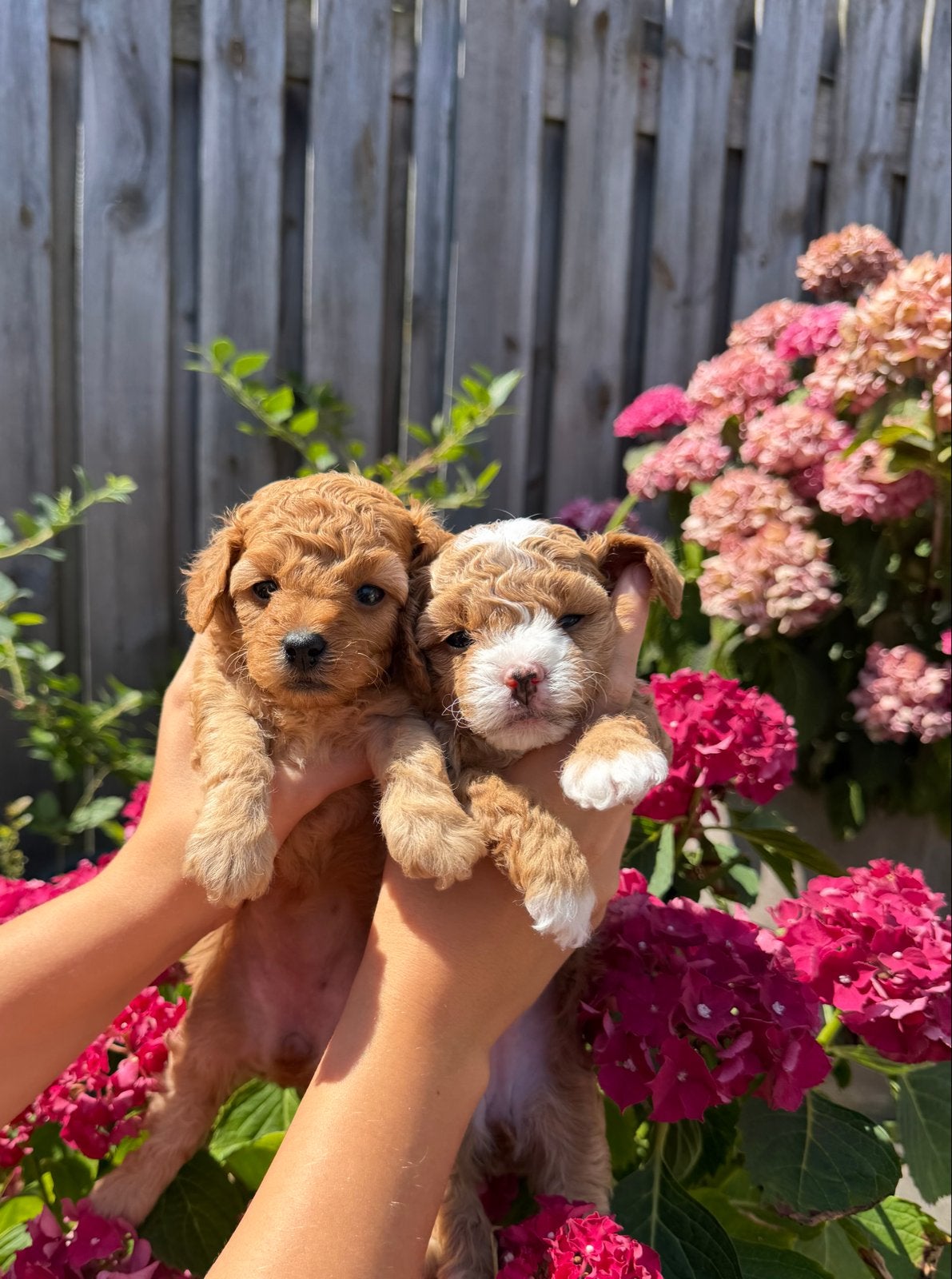 Maltipoo pups, Dieren en Toebehoren, Honden | Chihuahua's en Gezelschapshonden, Poedel, 8 tot 15 weken, Parvo, Meerdere