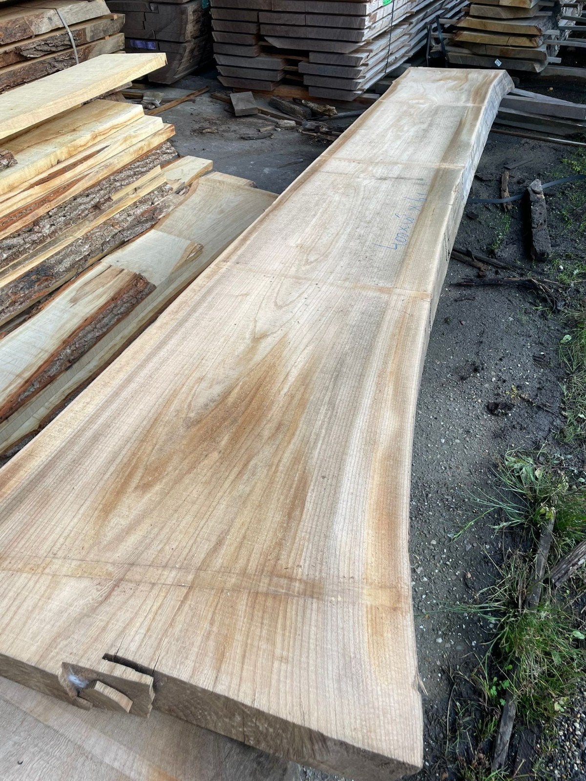 Iepen houten stamdelen stambladen, Ophalen, Nieuw, Plank, Overige houtsoorten