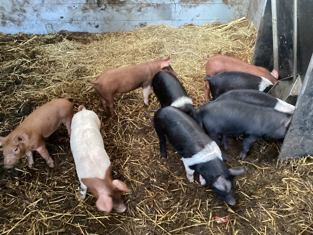 Nog enkele  husumer biggen mogen weg €.100,-, Meerdere dieren, Varken, 0 tot 2 jaar